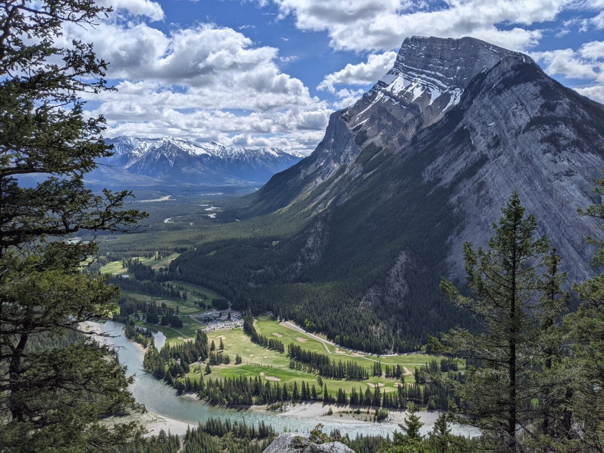 The Bear In Our&nbsp;Head